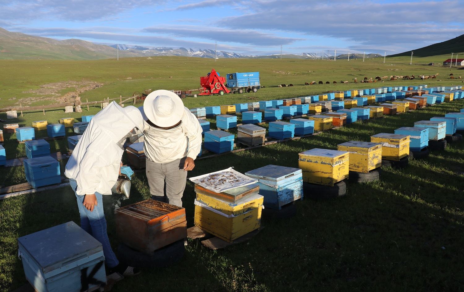 Zozanên Agiriyê hembêza xwe ji mêşvanan re vekiriye  / Wêne: AA