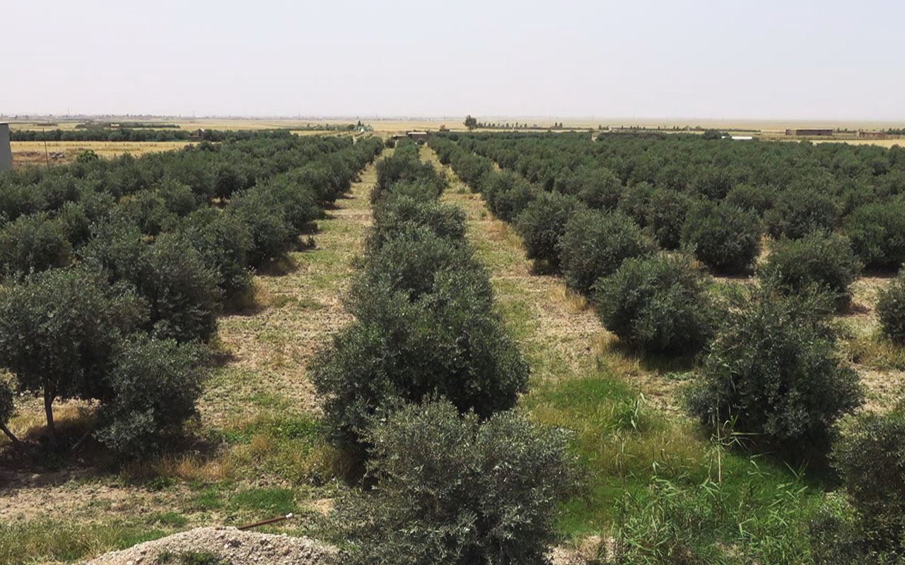 بەشێکی باخەکانی دارزەیتوون لە باشیک دەکرێنە زەویی نیشتەجێبوون