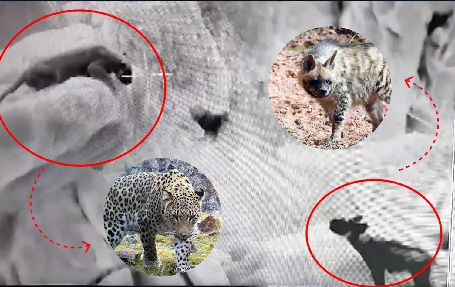 Li Ciyayê Cûdiyê Pilingê Kurdistanê û keftar hatin hemberî hev/Wêne: Rûdaw Grafîk