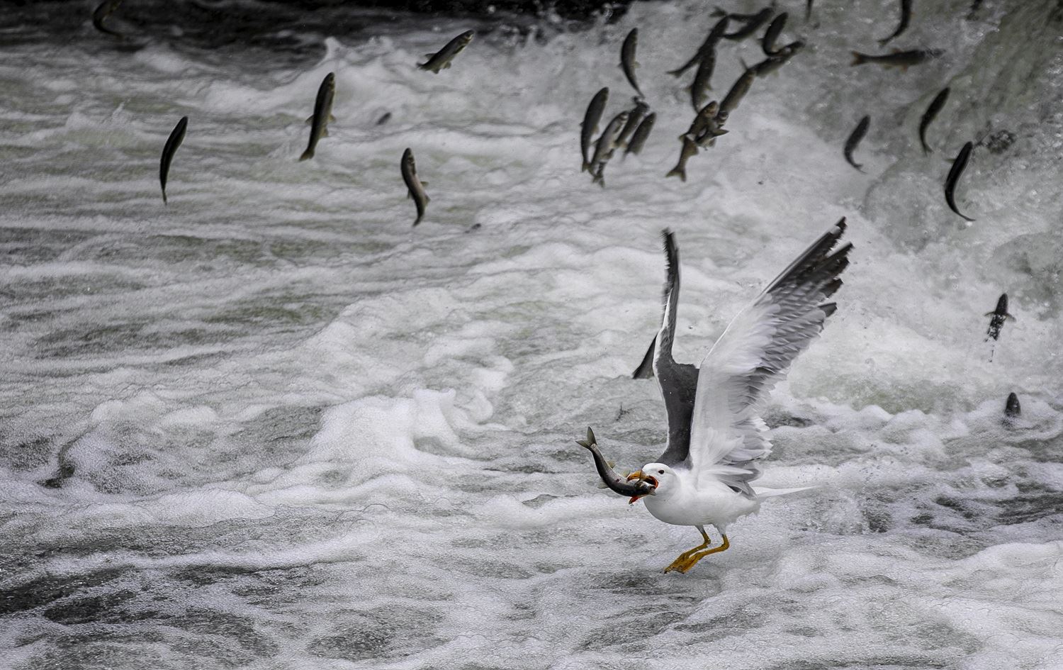 Koça Masiyên Kefalê / Wêne: AA