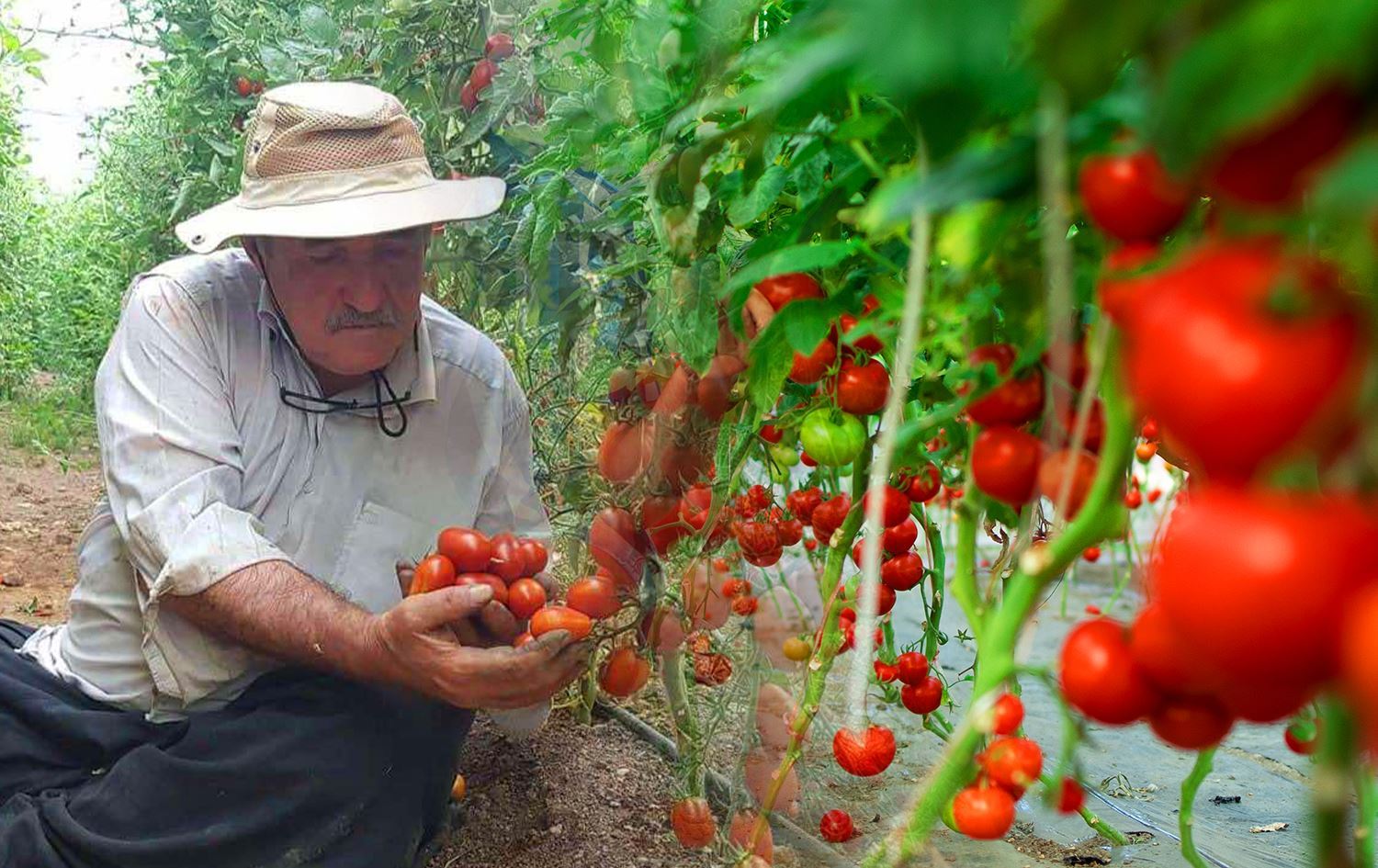 Şêx Cemal Girpiçne: Arşîv
