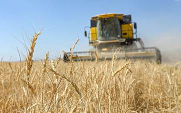 A wheat farm. Photo: Bilind T. Abdullah/Rudaw