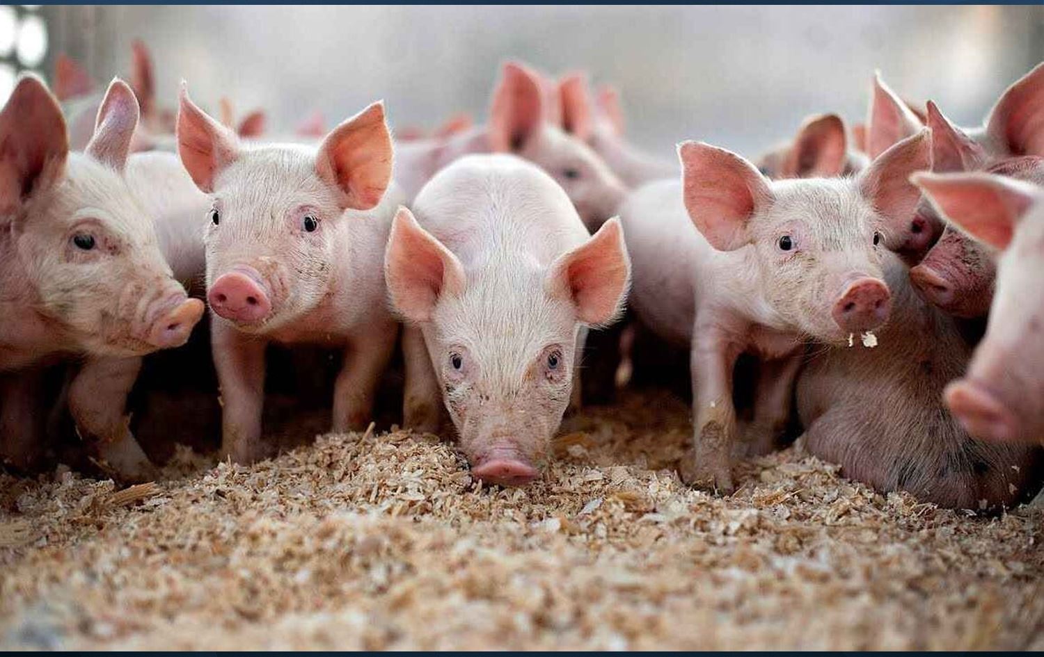 Çewlîga berazan / Wêne: Arşîv