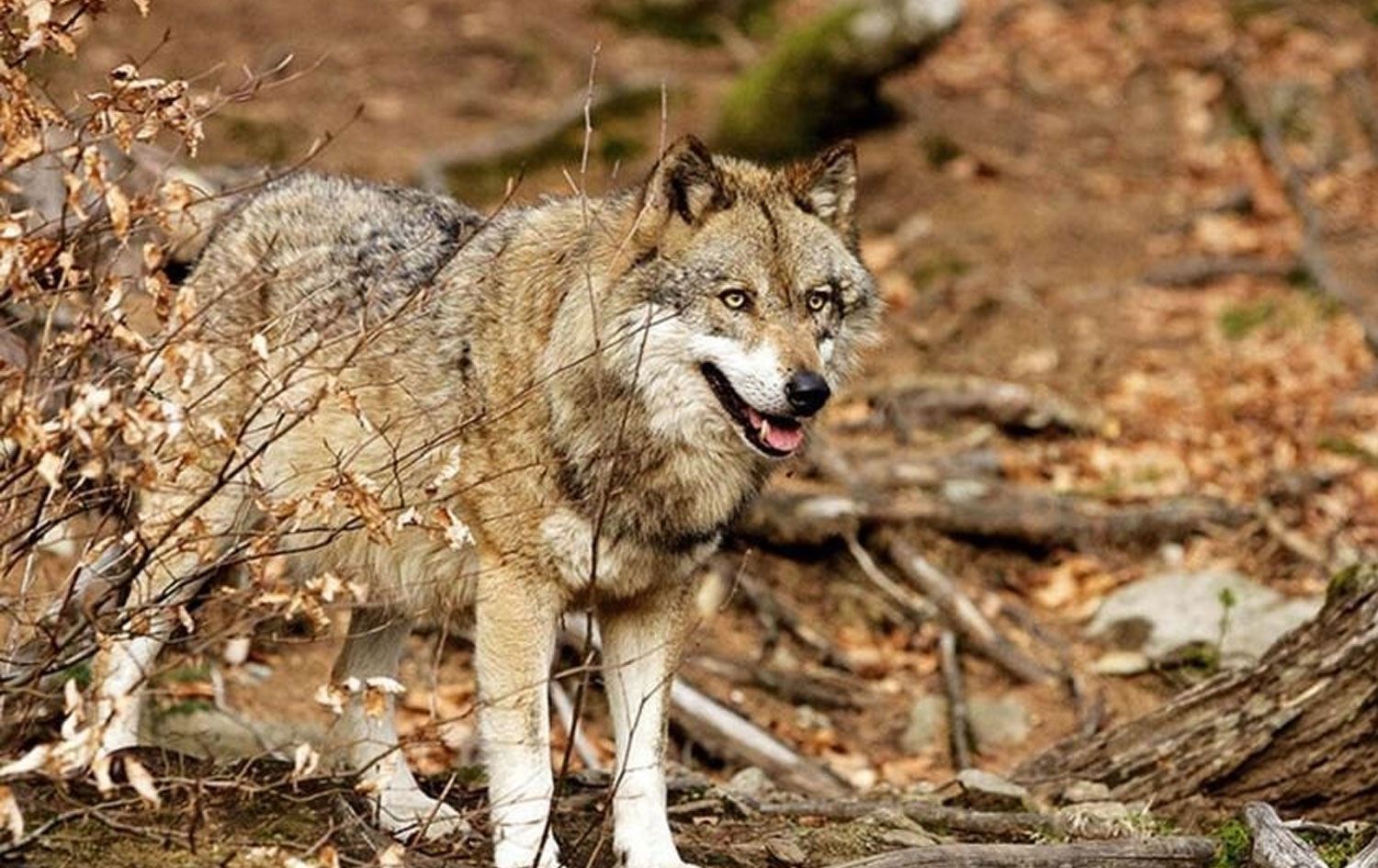 Wêneyekî temsîlî / Arşîv 