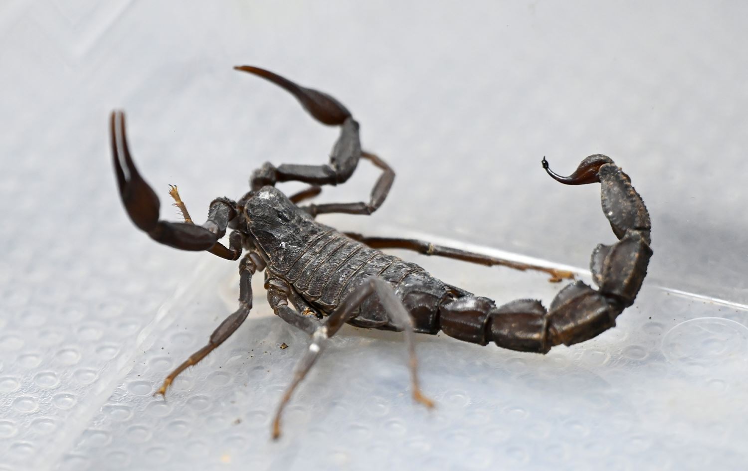 Li Dîlokê karsazekî kargeha berhemanîna ‘jehra dûpişkan’ vekiriye / Wêne: AA