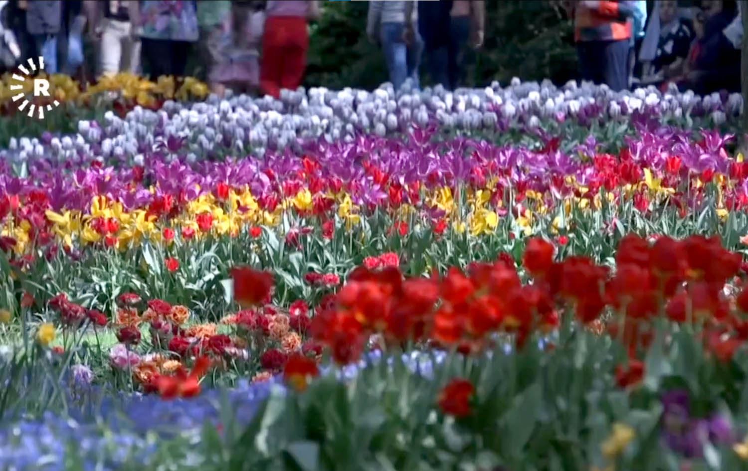 ساڵانە هەزاران گەشتیار بۆ بینینی گوڵ سەردانی شاری کوێکن - هۆفی هۆڵەندا دەکەن