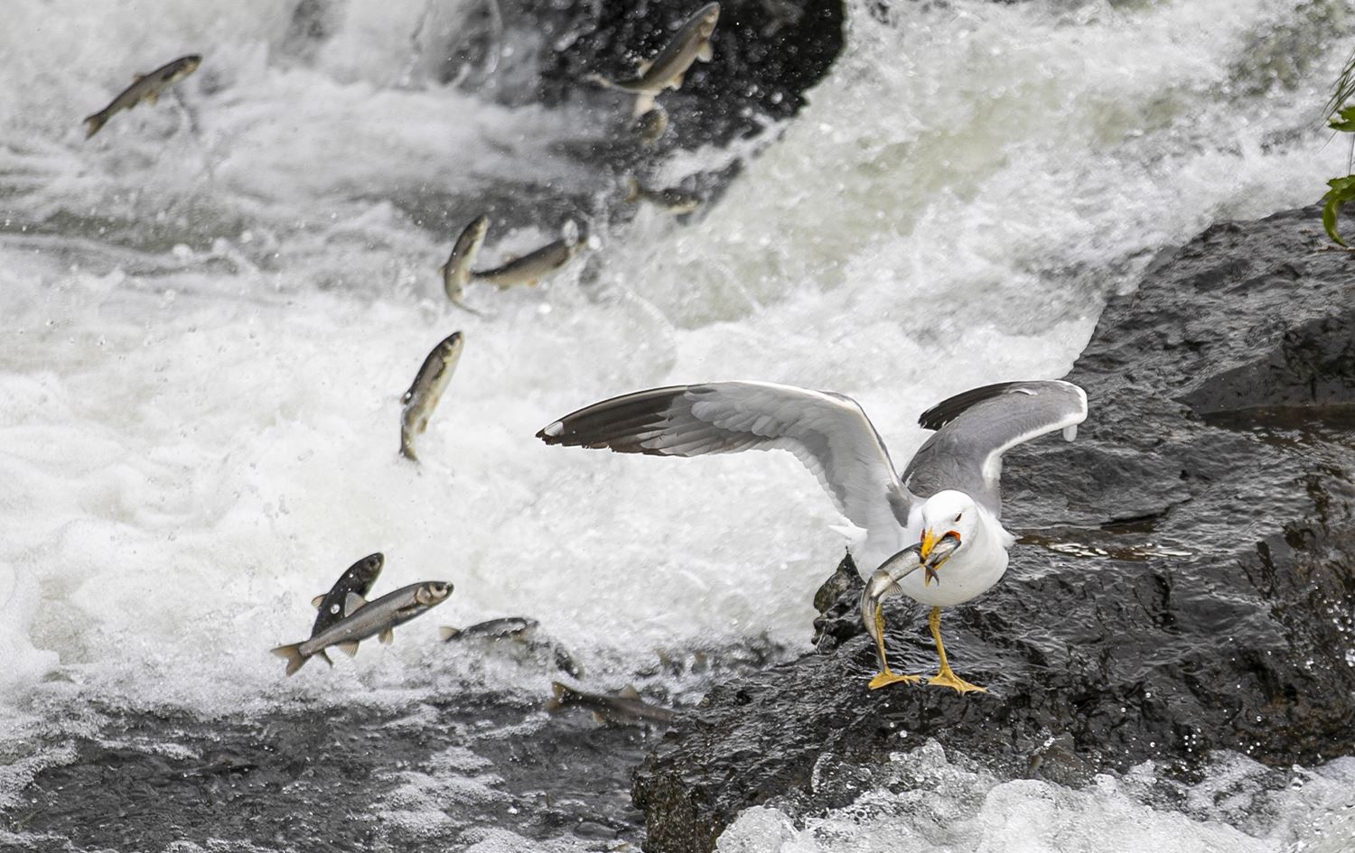 Koça masiyên Kefal berdewam dike