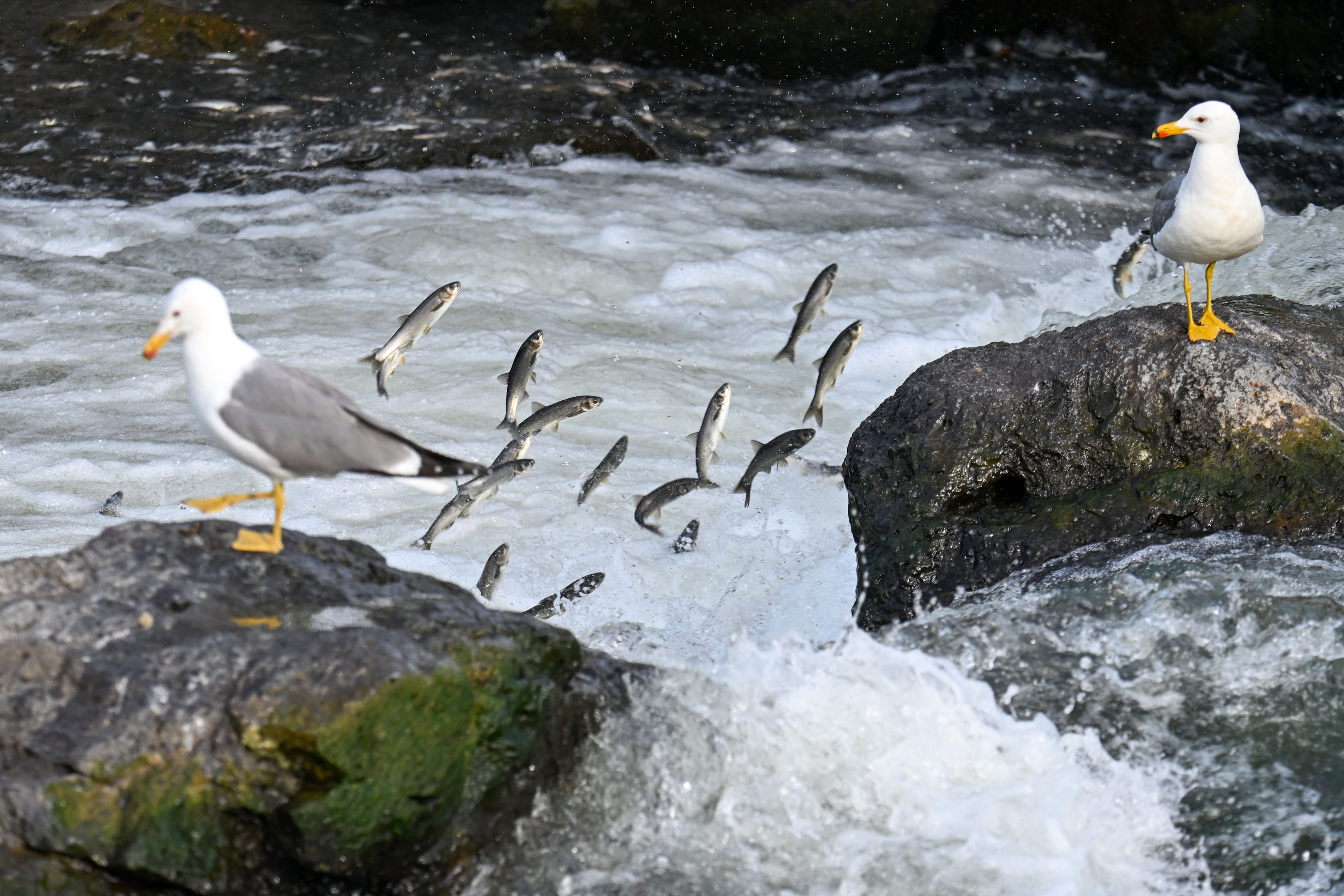 ملیاران ماسیی مرواریی کەڤالی لە دەریاچەی وانەوە بۆ دانانی گەرا کۆچ دەکەن