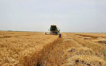 حصاد الحنطة في خانقين