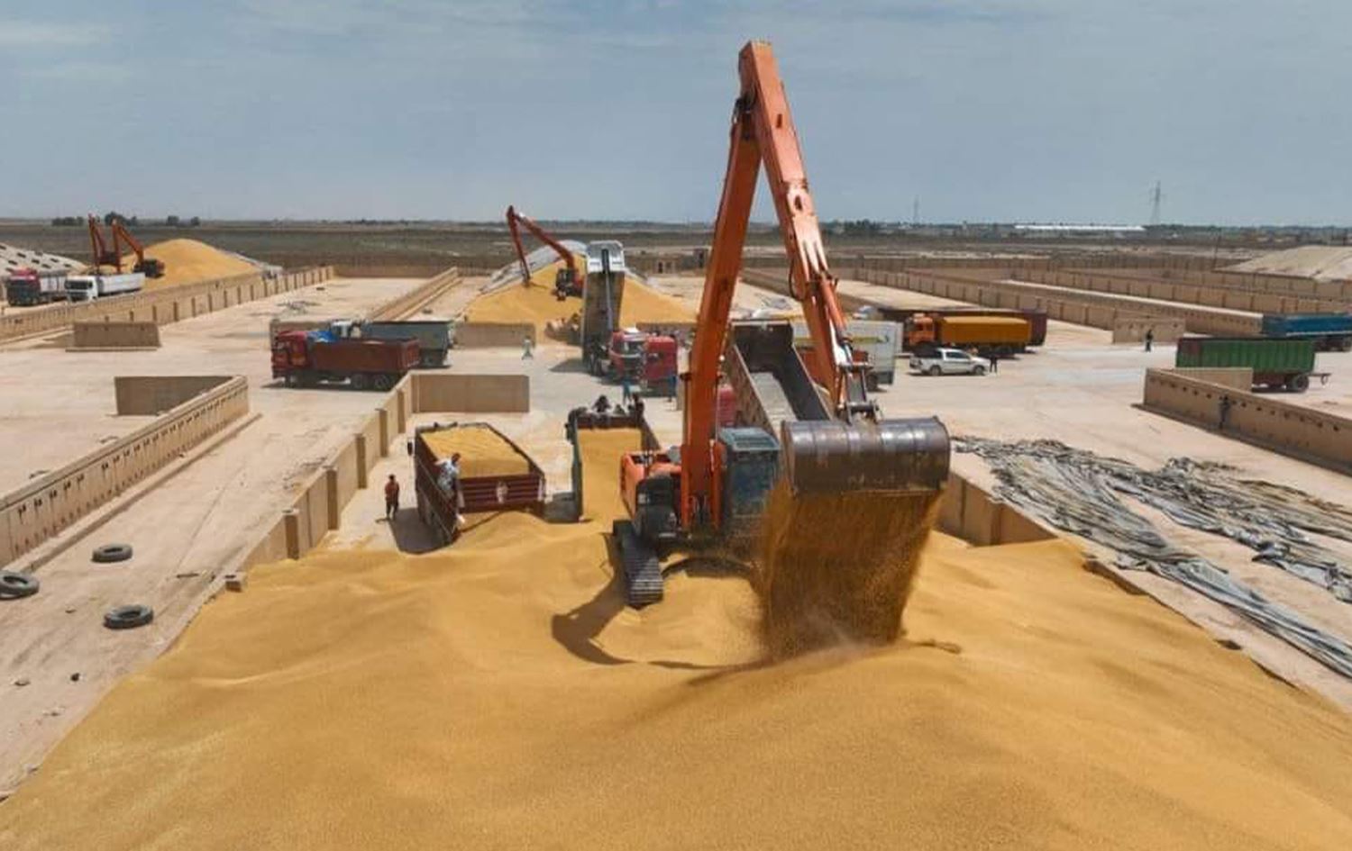 واسط تمول خزين العراق بنحو نصف مليون طن من الحنطة