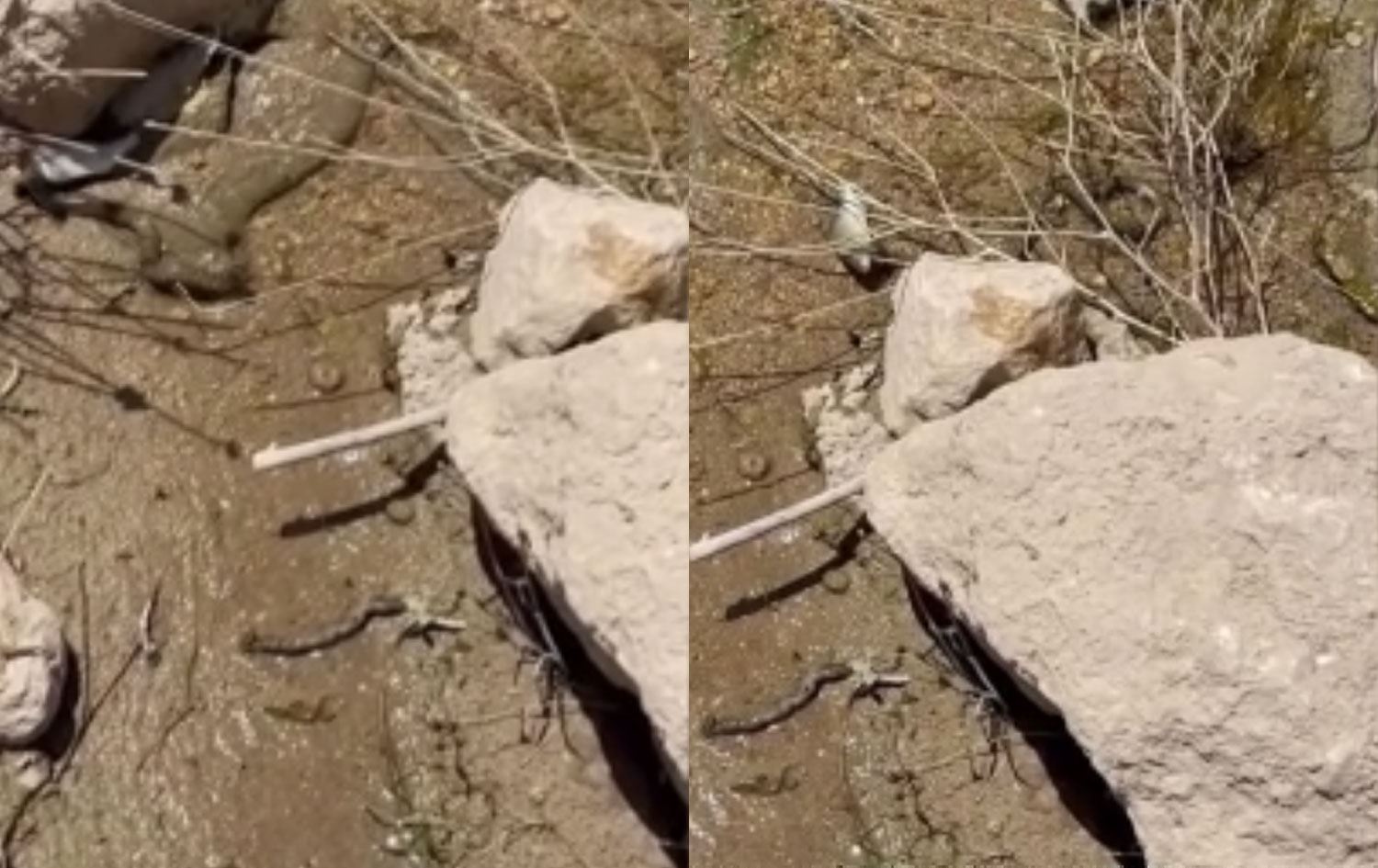 Li Êlihê marekî masiyek girt / Wêne: Ji ber dîmenan 