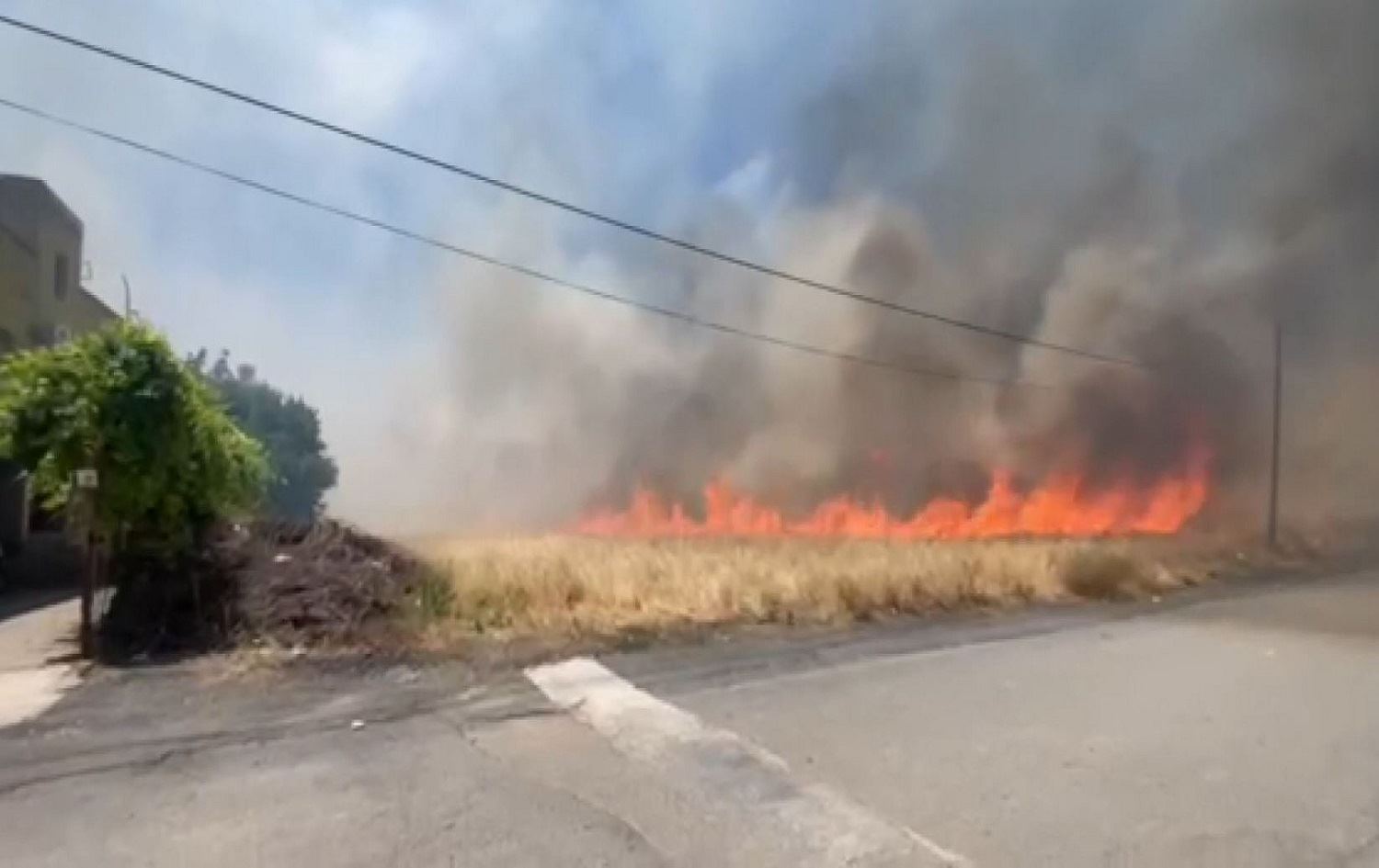 Li Êlihê hinek zeviyên genim şewitîn / Wêne: Ji dîmenan