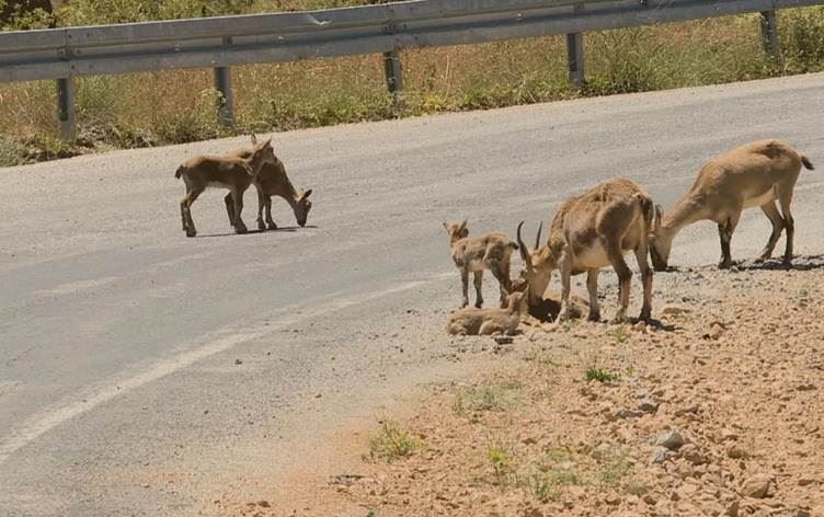DÊRSIM - Pezkoviyên pîroz bêtirs dadikevin nav gund û ser rêyan