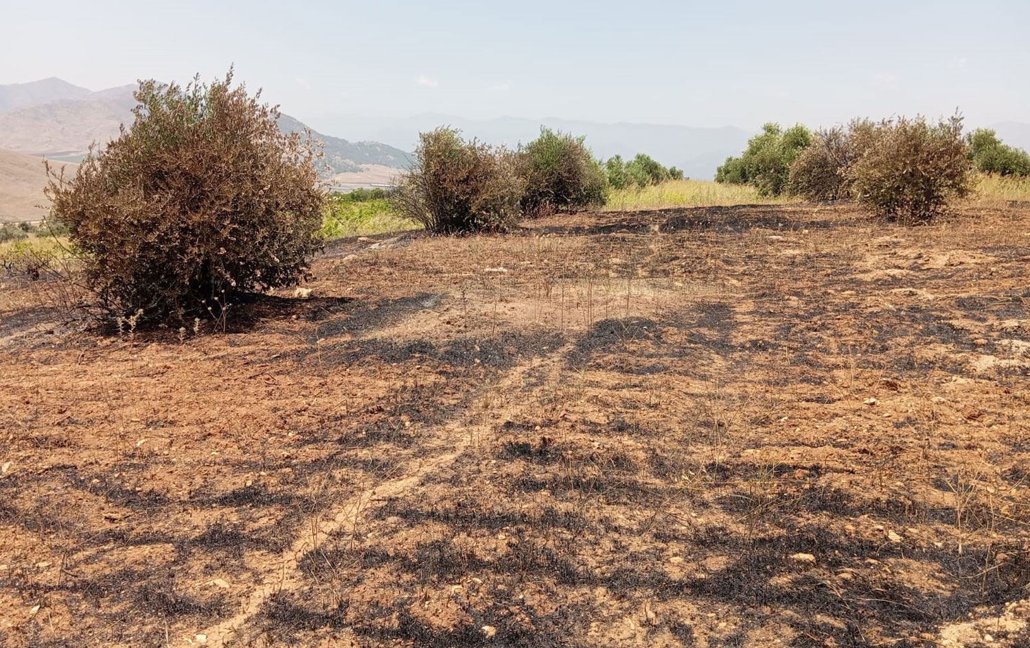 Baxçeyê ku êgir girtiyê / Wêne: AA