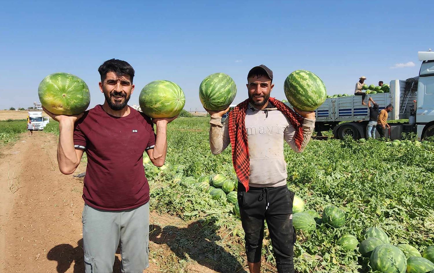Karkerên demsalî yên zebeşan/Wêne: Abdulselam Akinci/Rûdaw