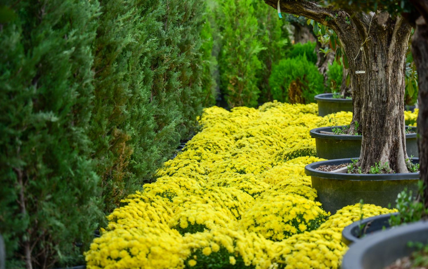 گەورەترین نەمامگەی رۆژهەڵاتی نێوەڕاست لە هەولێر دەکرێتەوە