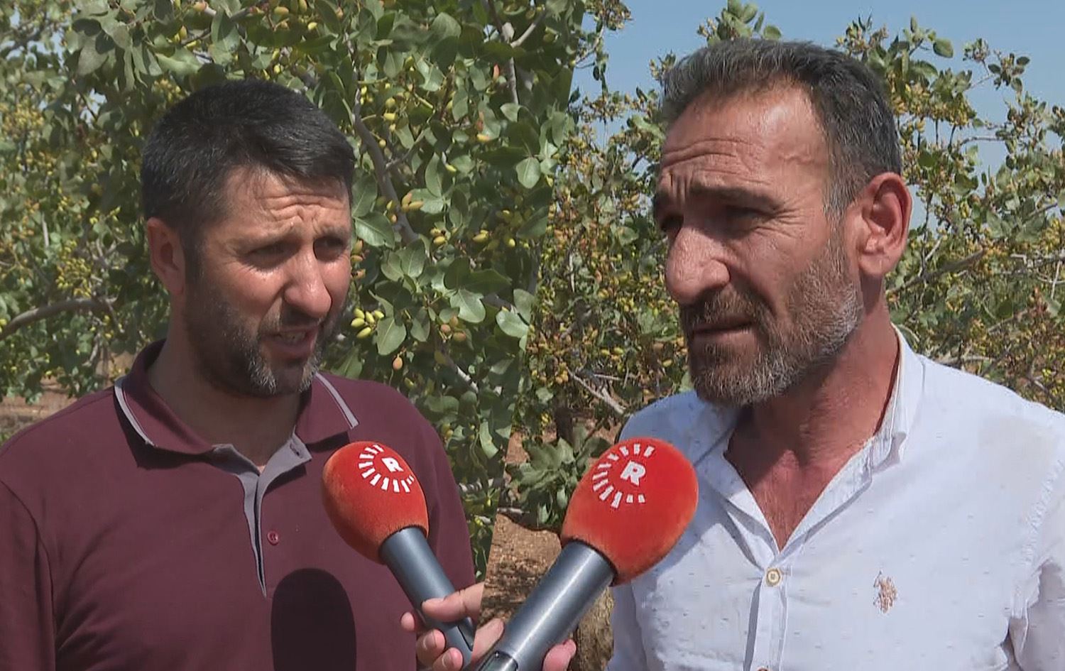 AMED - Cotkaran berê xwe daye çandina darên fistiqan