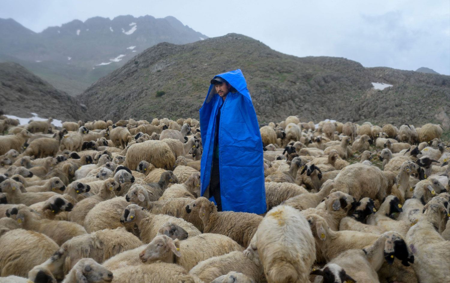 Dersim'de bir Afgan çoban Foto: AFP