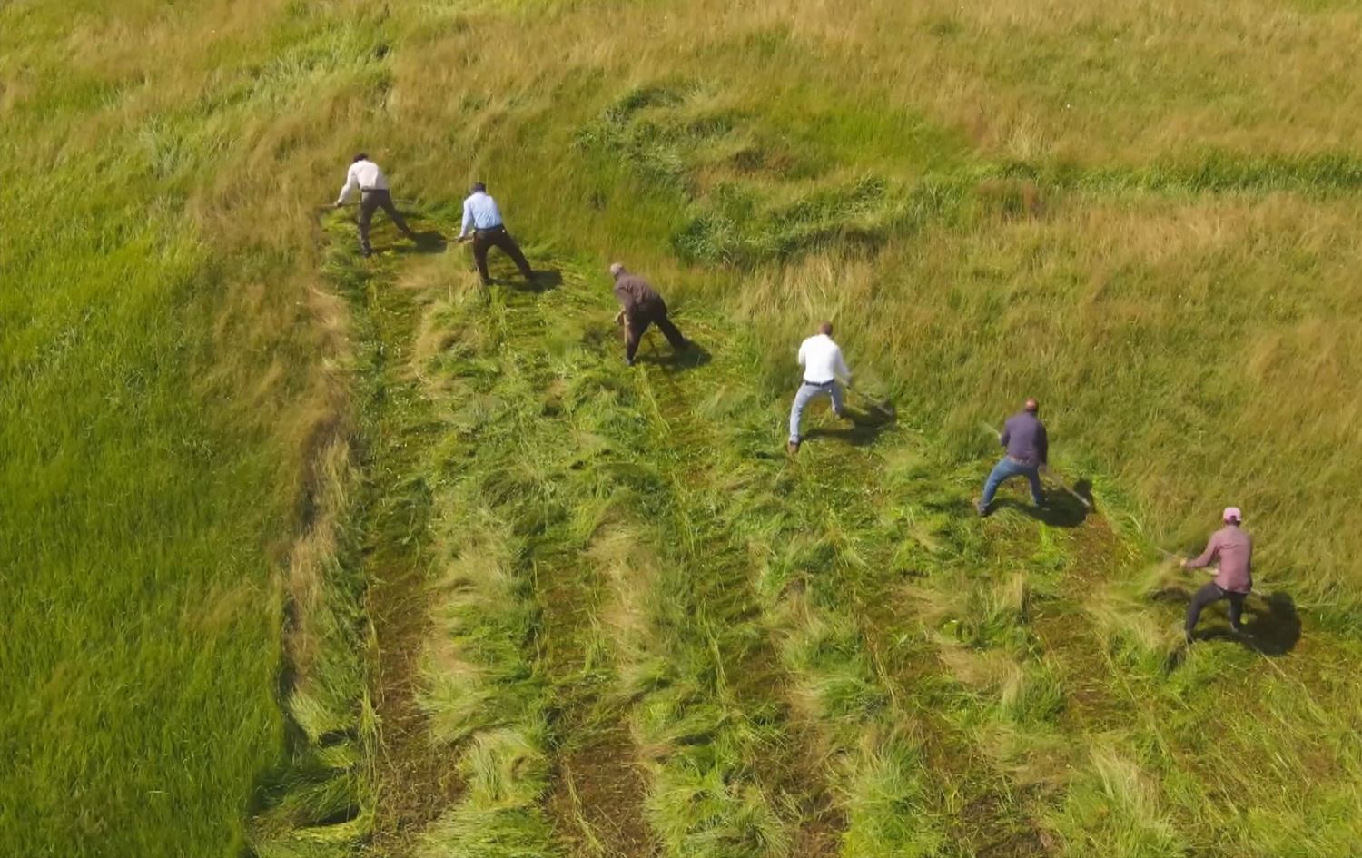 Dema dirûna giya li mêrgên Wanê\ Wêne: AA