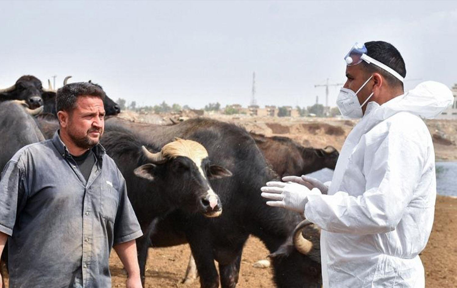 Dhi Qar records 27 Congo fever cases since January