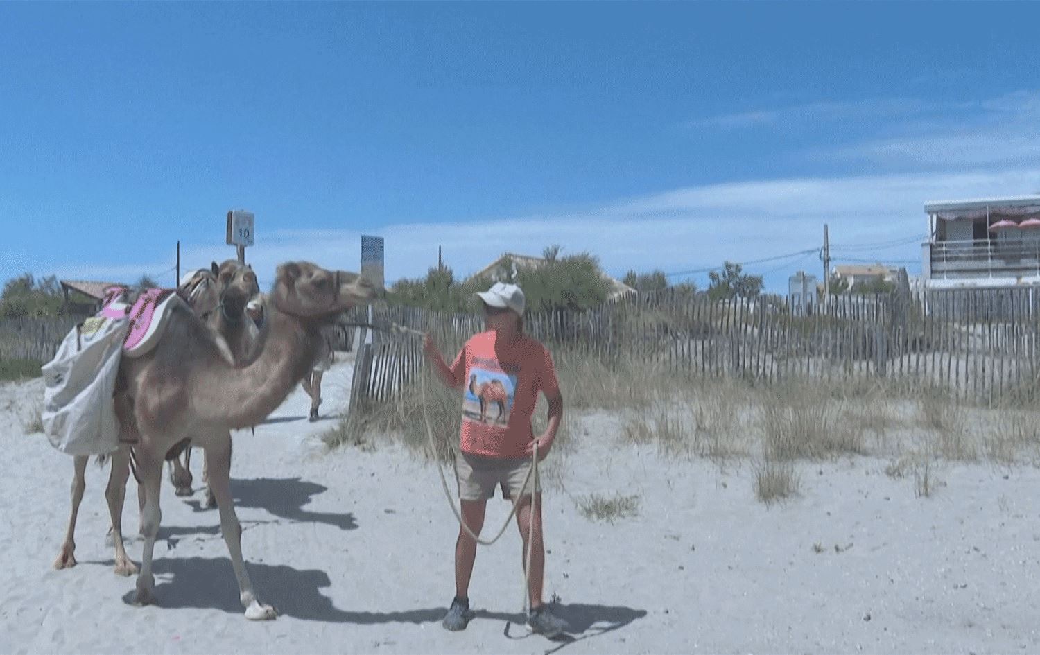 وشتر بۆ خاوێنکردنەوەی کەناراوەکانی فەرەنسا بەکاردێت