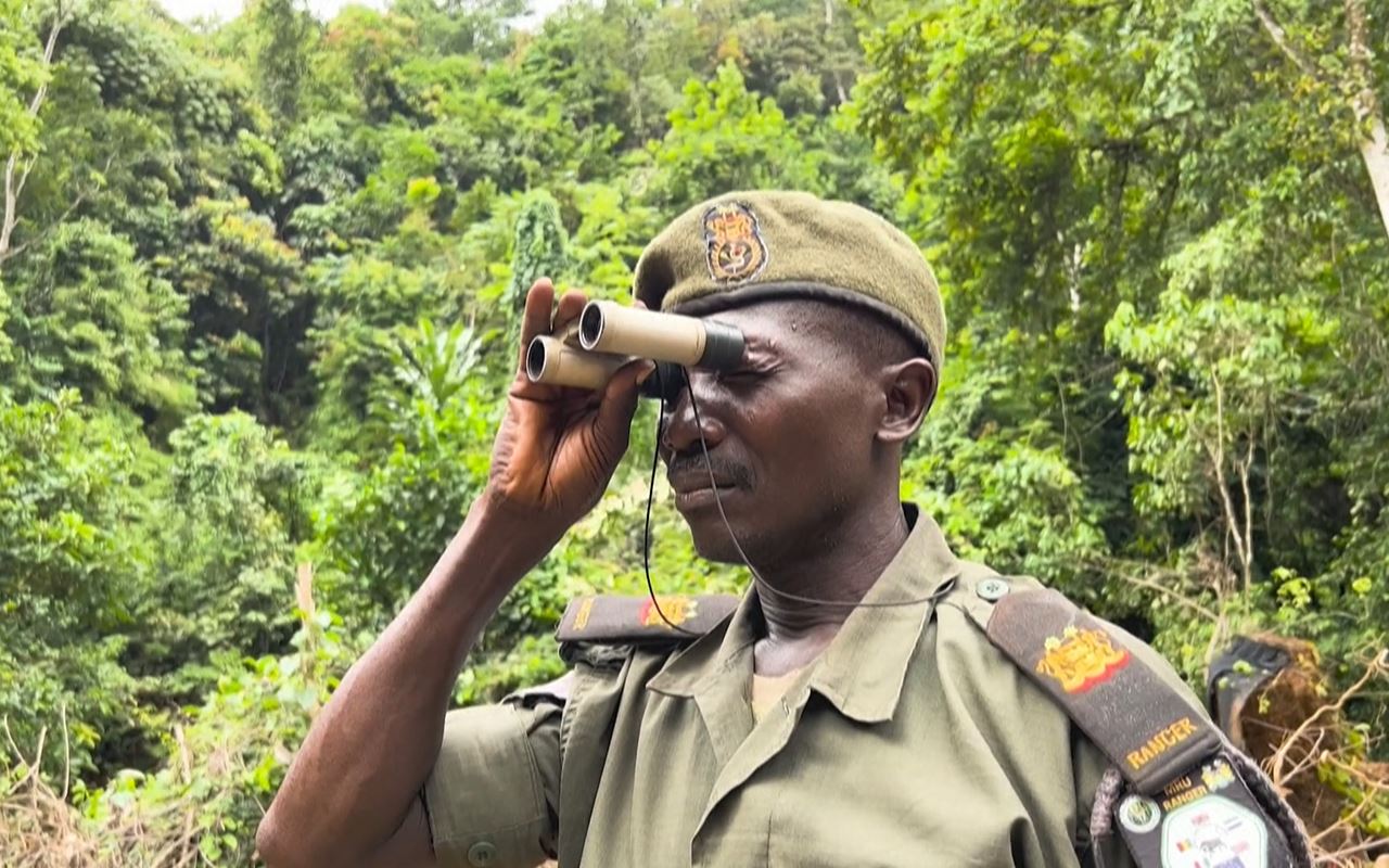 گەڕان بەدوای کانزادا رووبەری دارستانەکانی ئەفریقای کەمکردووەتەوە