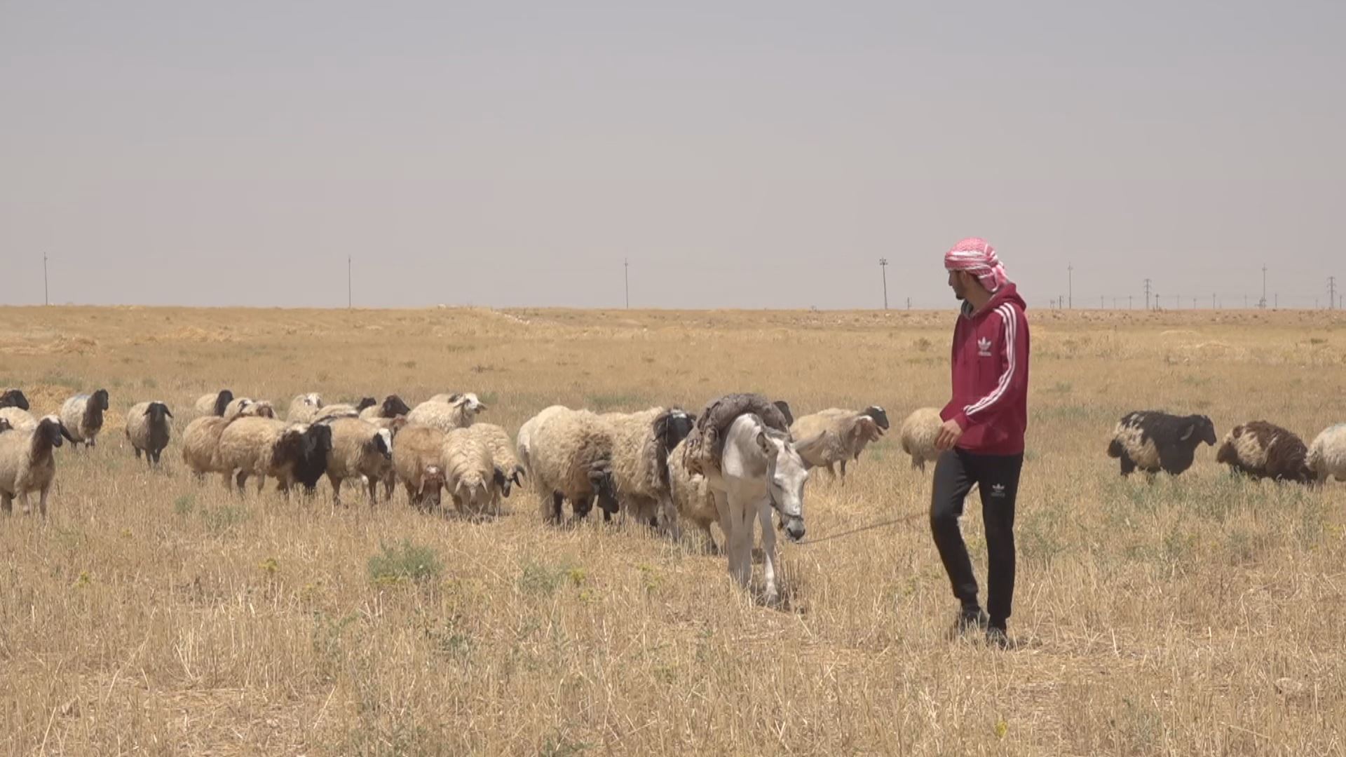 رێژەی بارانبارینی ئەمساڵ ئاژەڵدارانی سنوونێی دڵخۆش کردووە