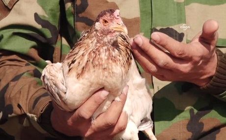 IŞİD karşıtı koalisyonda bir tavuk!