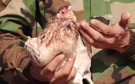 Mirîşk jî ket nav hevpeymaniya li dijî DAIŞê