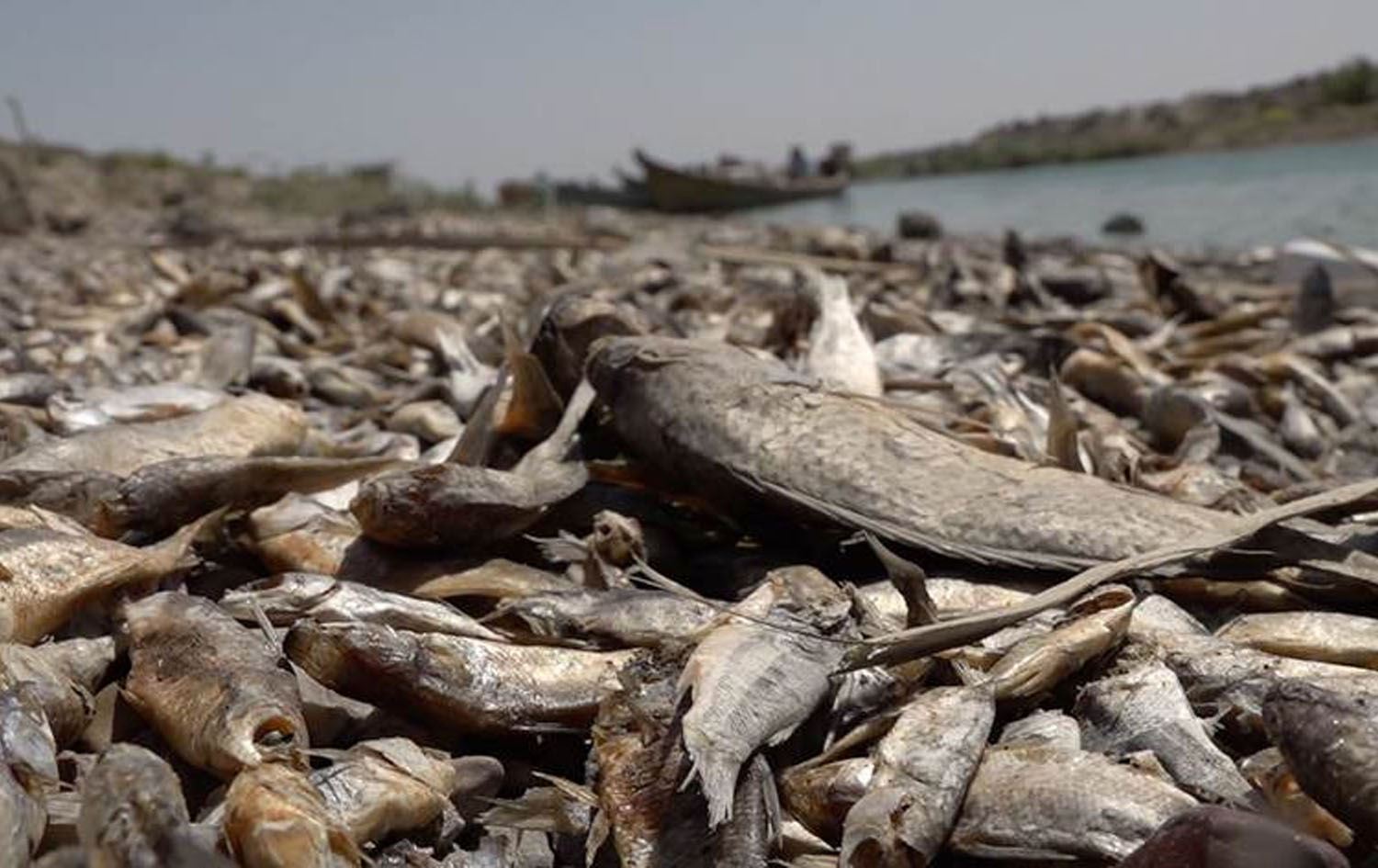 Low water levels cause massive fish deaths in Iraqi province