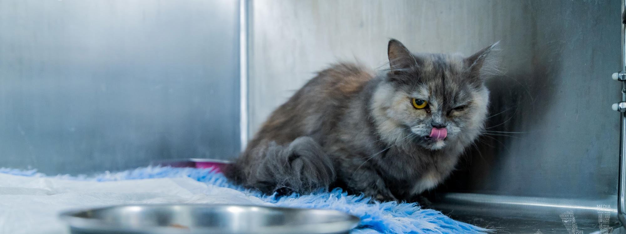 Erbil advocate raises awareness for spaying, neutering cats