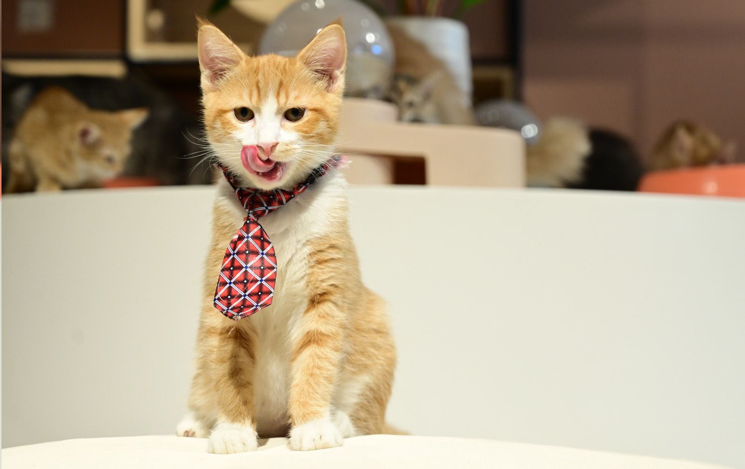 العراق ينفق ملايين الدولارات سنوياً باستيراد أغذية الحيوانات الأليفة