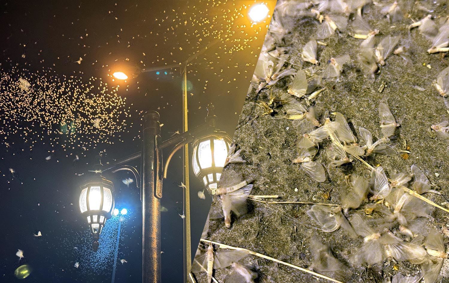 Reqsa mirinê ya mêşên gulanê li Erdexanê / Wêne: AA