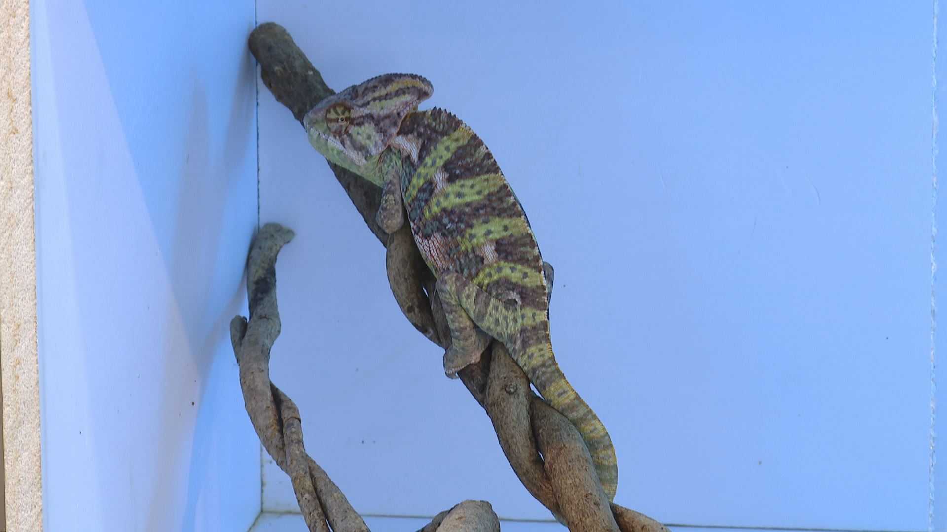 لە هەرێمی کوردستان مارمێلکەی ئێگوانا و کامێلیۆن وەک ئاژەڵی ماڵی بەخێودەکرێن