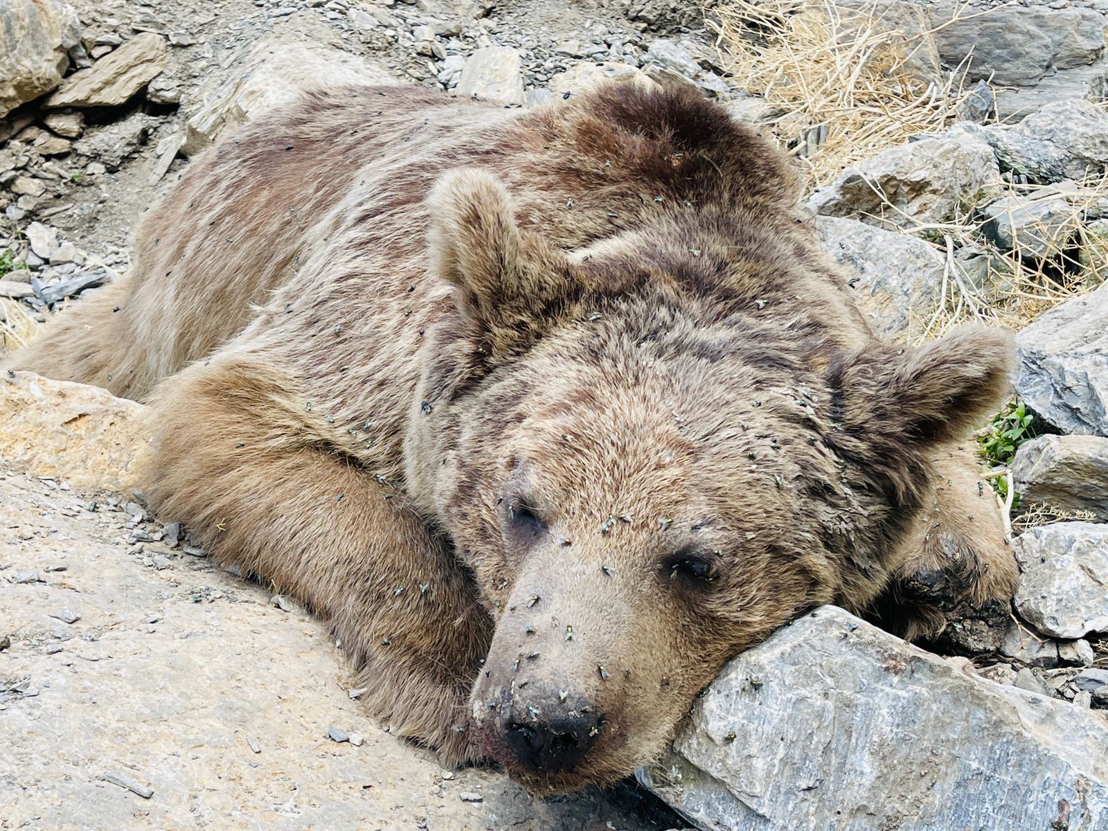 Wild bear shot dead in Erbil’s Choman