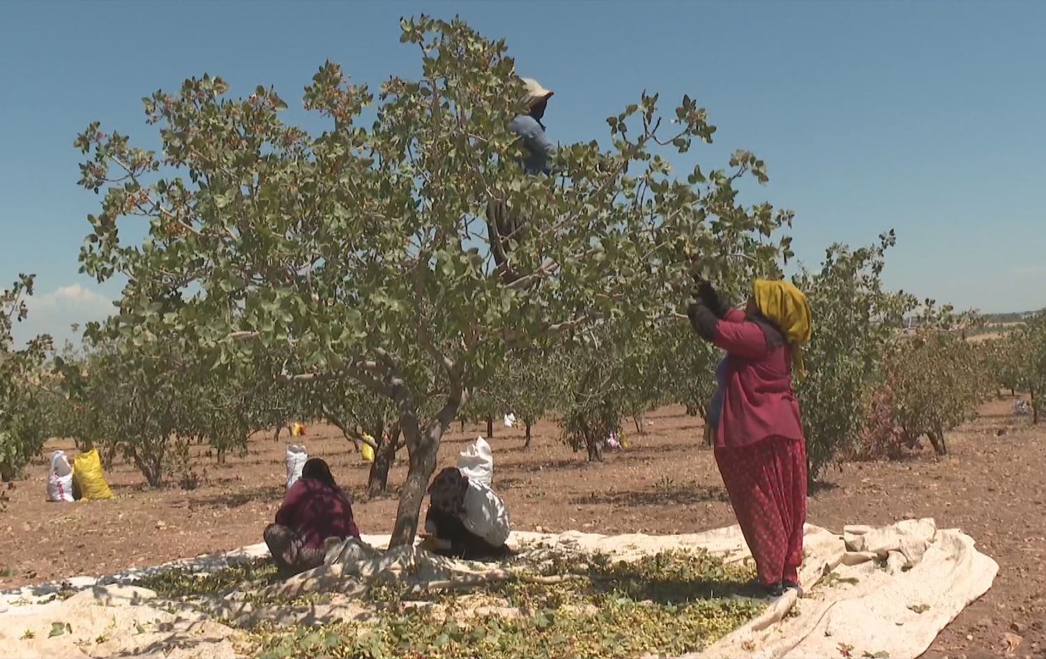 Li Amedê çinîna fistiqan dest pê kir