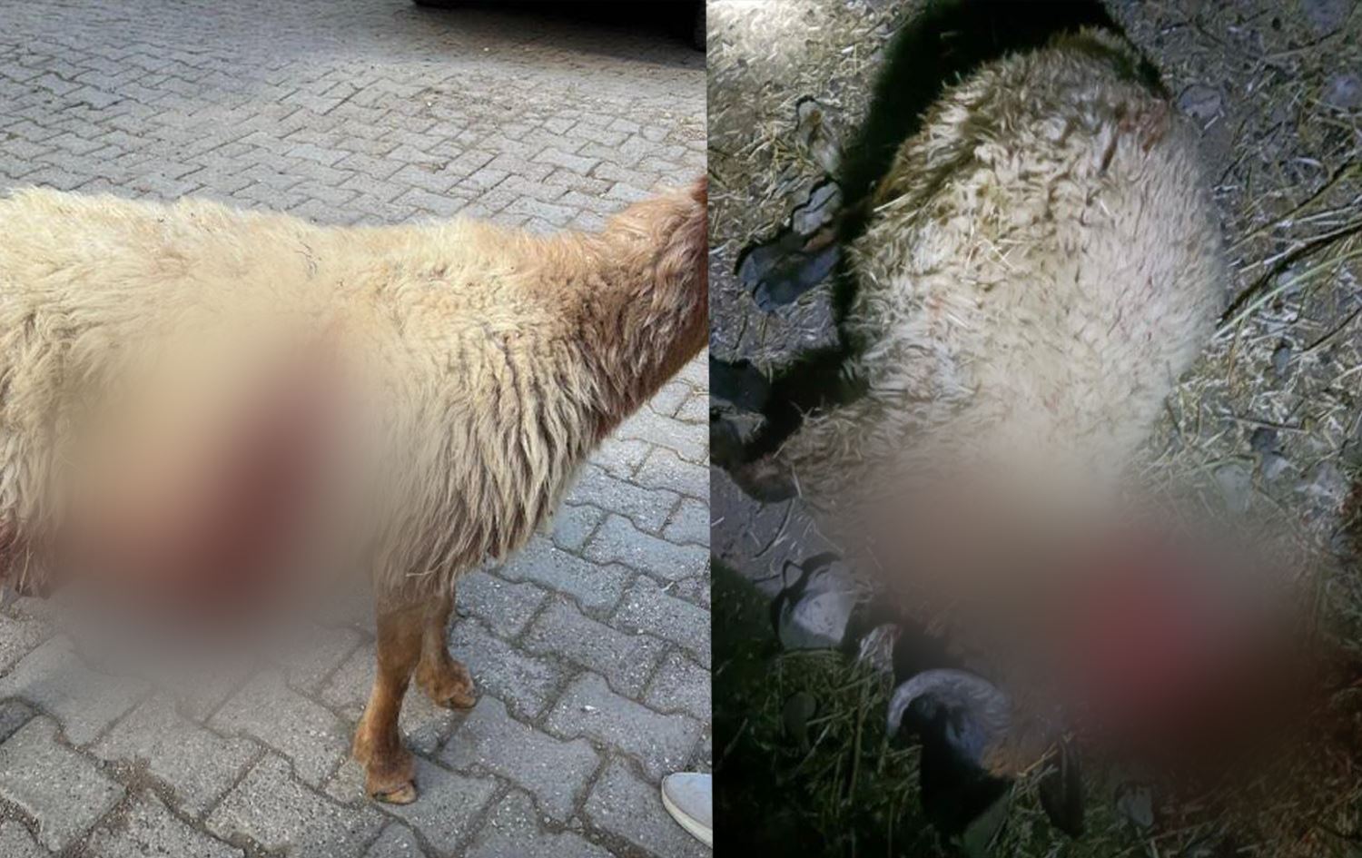 Li Elkê bi çekan êrişî keriyê pez hat kirin / Wêne: Ji Rûdawê re hatine şandin