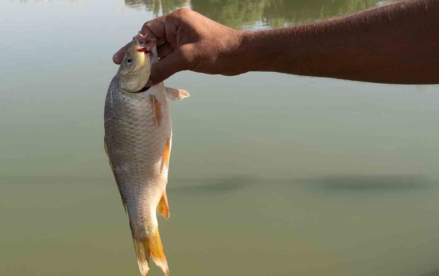 لە ئەمڕۆوە رێگە بە هاوردەکردنی ماسی دەدرێت