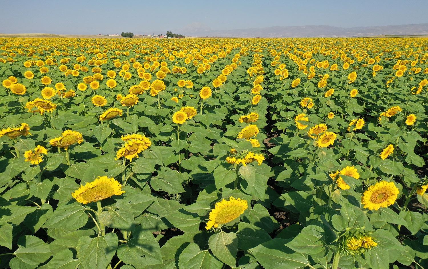 Deşta Agiriyê bi gulberojan hatiye xemilandin / Wêne: AA
