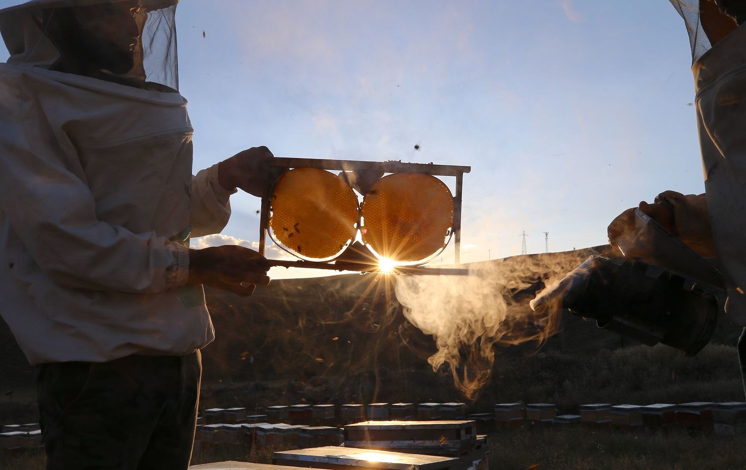 Malbata mêşan xwedî dike li Londrayê madalyaya zêr hilda / Wêne: AA