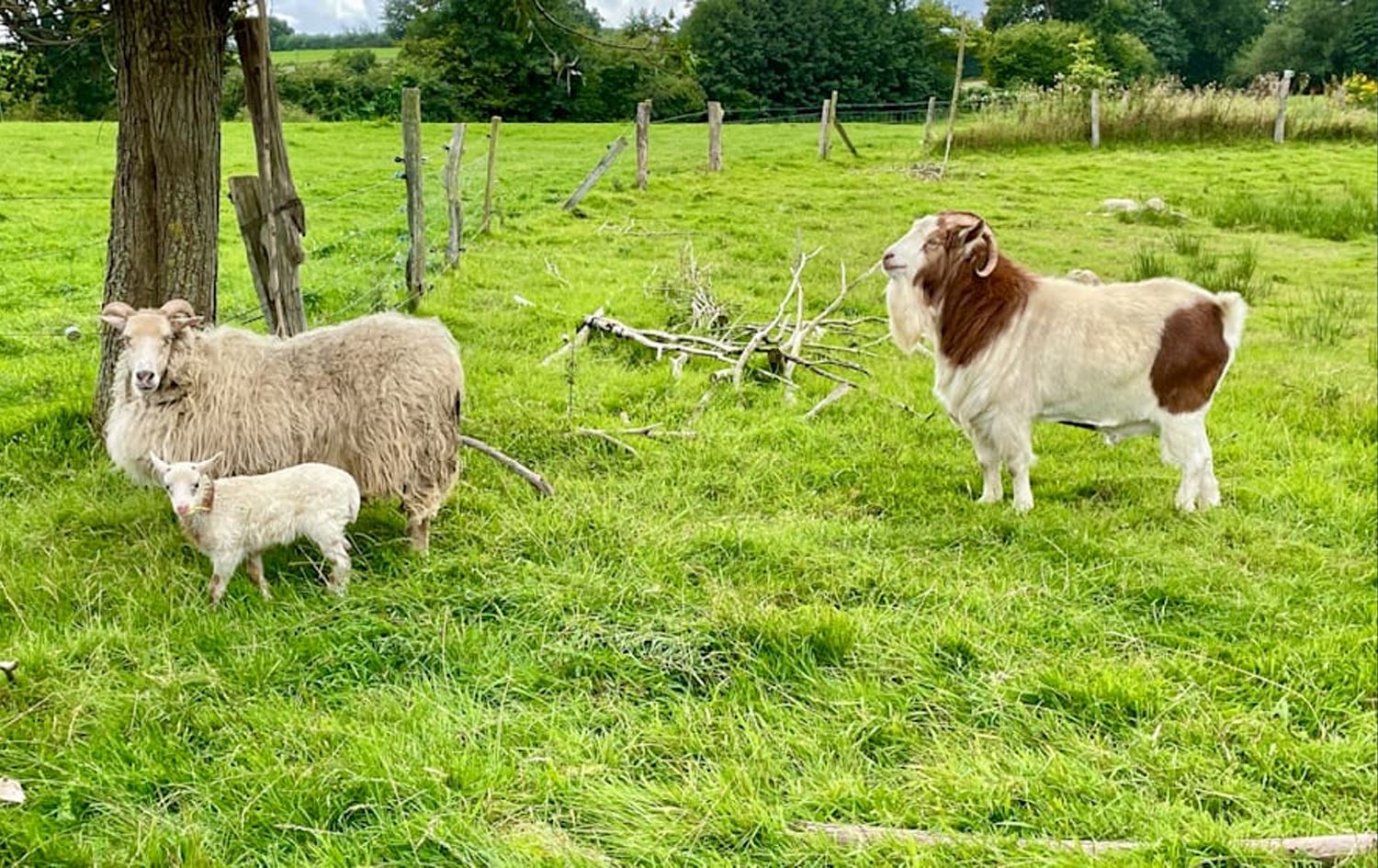 Ji mîha bi navê Selmayê û nêriyê bi navê Runeyê karberxeke bi navê Flumo hat dinyayê/Wêne: THOMAS RÖTHEMEIER