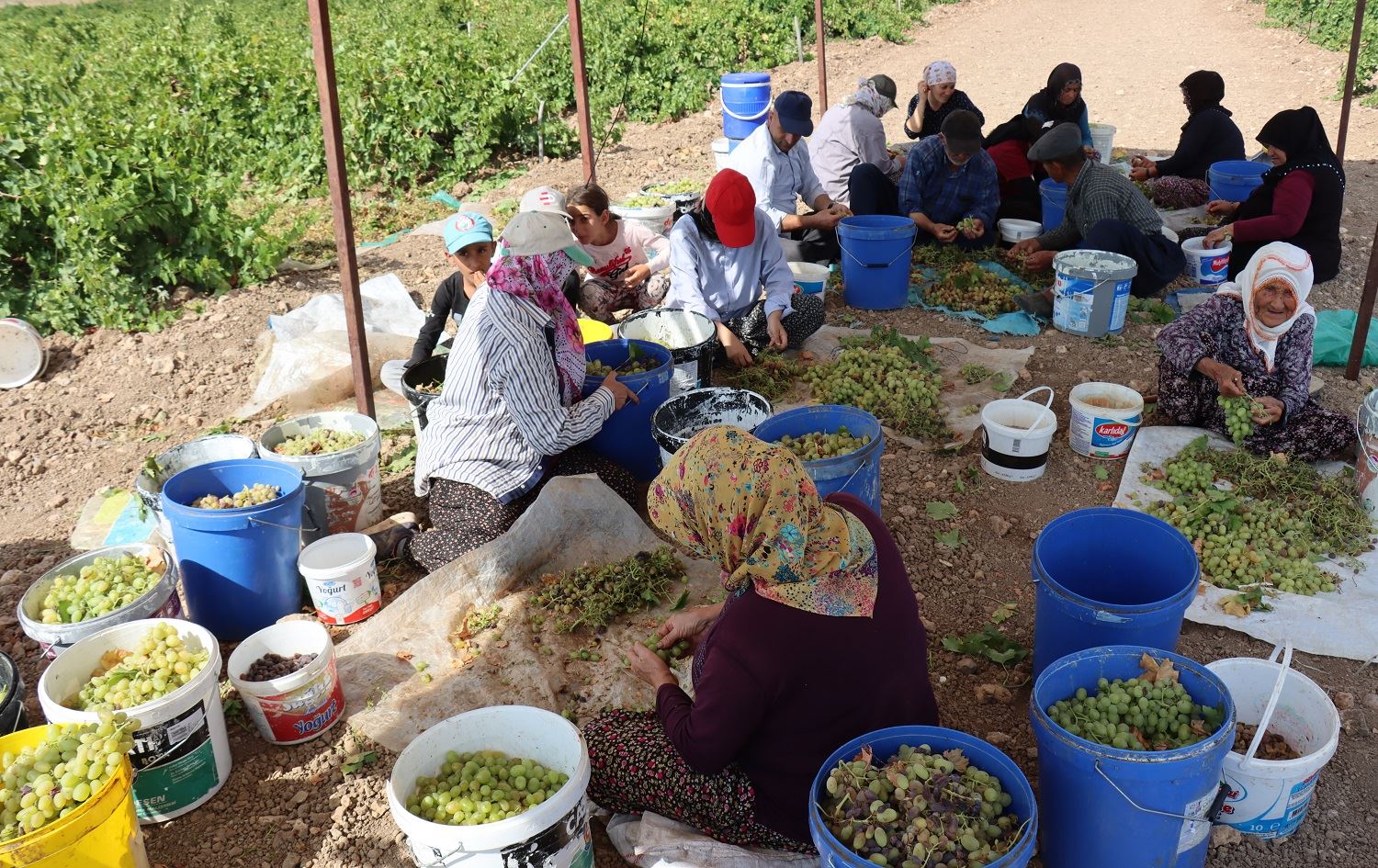 Li Semsûrê berhevkirina "Tiriyê Pêxember" dest pê kir / Wêne: AA