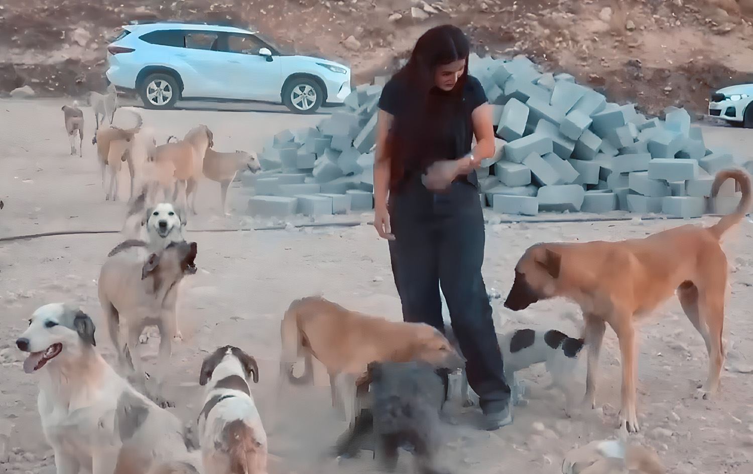 لە دهۆک سەگی بێلانە رۆژانە پەلاماری 10 کەس دەدەن؛ شێڵتەرێکیان بۆ دەکرێتەوە