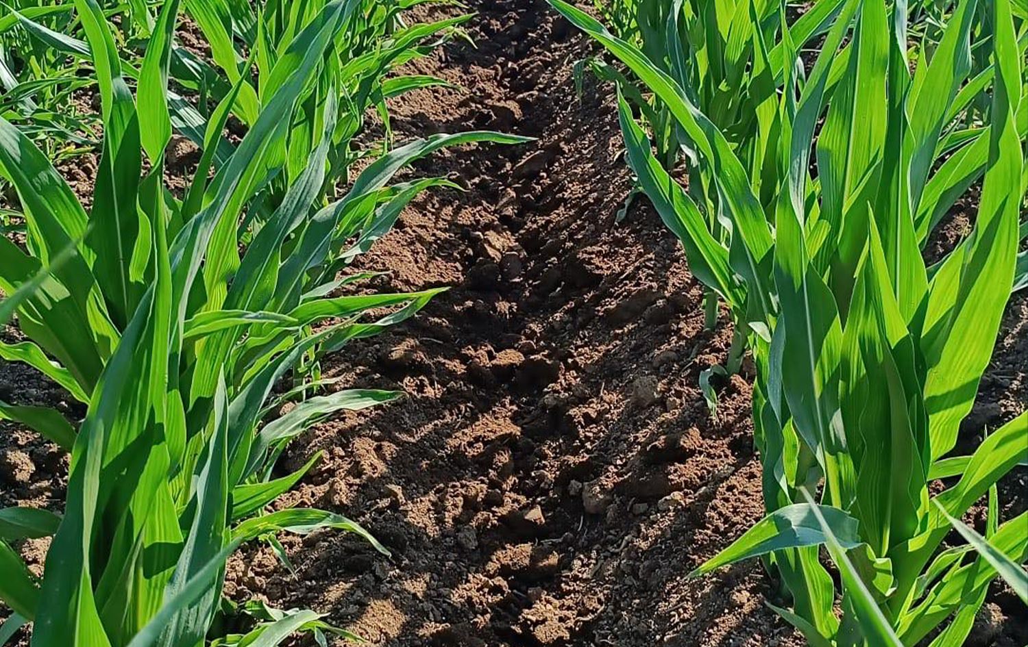 Zeviyê garis li Qoserê: Wêne: Mehmed Salih Bedirxan\ Rûdaw