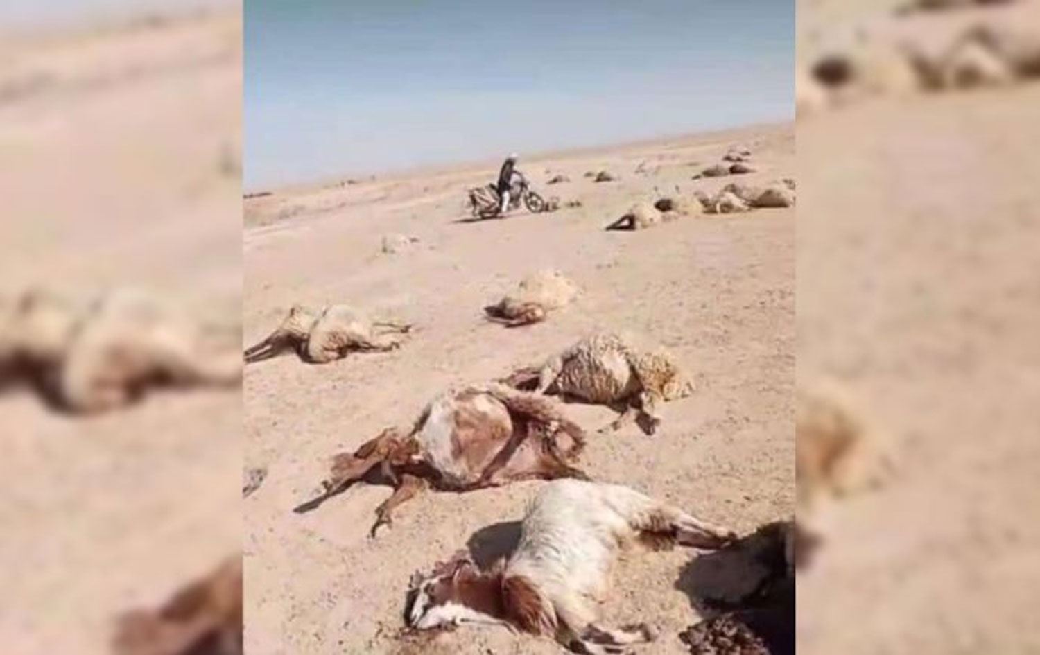 Saldırıda 300 koyun ateş edilerek öldürüldü (Foto kaynak: North Press)