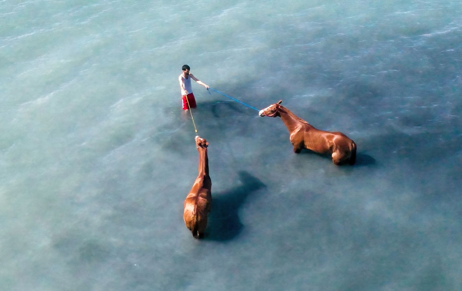 Hespên birîndar di Gola Wanê de ne/Wêne: AA