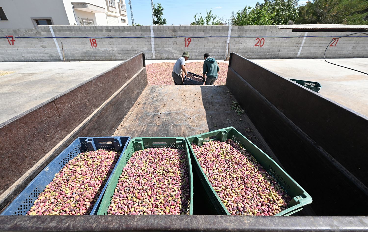 Cotkar ji bo hişkkirin û qelandinê fistiqên xwe vediguhêzin kargehan/Wêne: AA