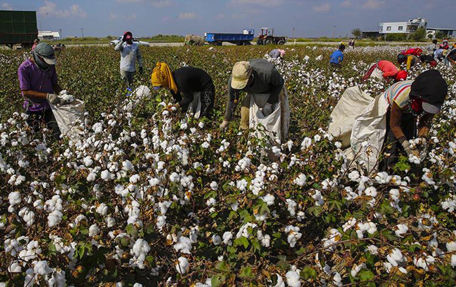 Zarokên ku pembû kom dikin / Wêne: AA