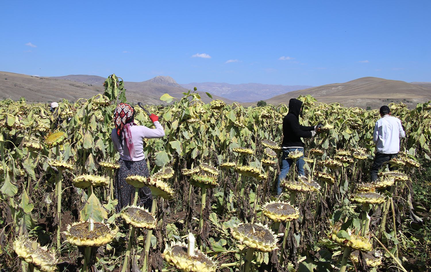 Karkerên demsalî gulberojan berhev dikin/Wêne: AA