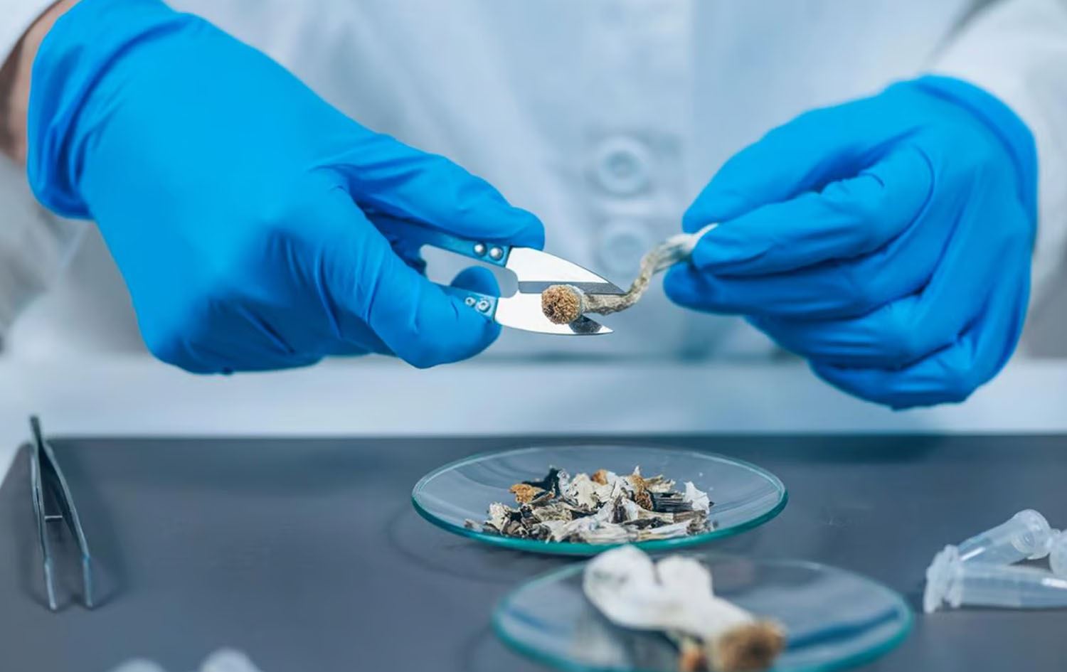 توێژینەوەیەک: دەشێت جۆرێکی قارچک بۆ چارەسەری خەمۆکی بەکاربهێندرێت